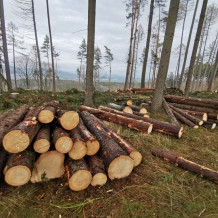 Dřevo prodám