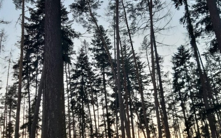 vykupujeme-drevo-jehlicnatych-i-listnatych-drevin-nastojato_26801_1